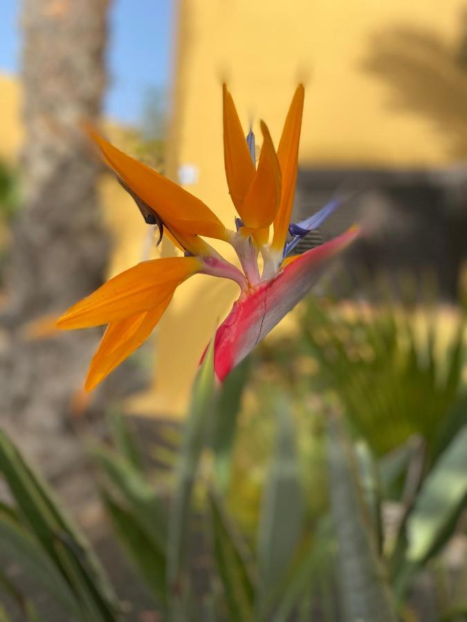 Fuerteventura Apartments 코라레호 외부 사진